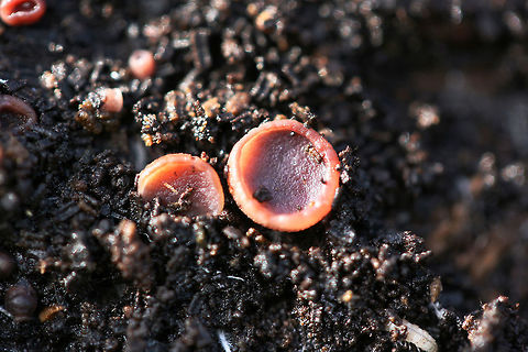 Jelly Drops (Ascocoryne sarcoides) Pink to flesh-colored cup fungus (no stalk) found under the bark of a rotting willow oak tree (on highly decayed matter) in Northwest Georgia (Gordon County), US.
https://www.jungledragon.com/image/68785/jelly_drops_ascocoryne_sarcoides.html
https://www.jungledragon.com/image/68787/jelly_drops_ascocoryne_sarcoides.html
https://www.jungledragon.com/image/68788/jelly_drops_ascocoryne_sarcoides.html Ascocoryne sarcoides,Fall,Geotagged,Jelly Drops,United States