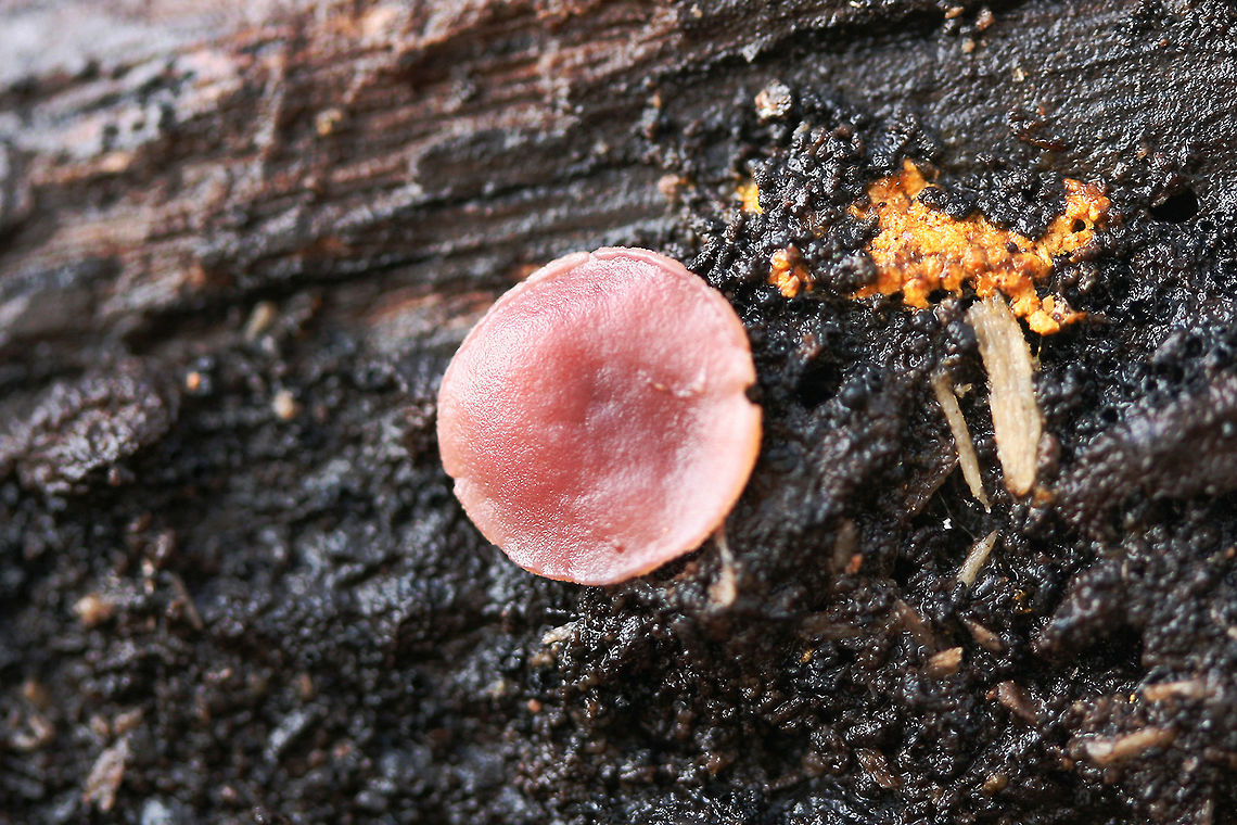 Jelly Drops (Ascocoryne sarcoides) Pink to flesh-colored cup fungus (no stalk) found under the bark of a rotting willow oak tree (on highly decayed matter) in Northwest Georgia (Gordon County), US.<br />
<figure class="photo"><a href="https://www.jungledragon.com/image/68785/jelly_drops_ascocoryne_sarcoides.html" title="Jelly Drops (Ascocoryne sarcoides)"><img src="https://s3.amazonaws.com/media.jungledragon.com/images/3231/68785_thumb.JPG?AWSAccessKeyId=05GMT0V3GWVNE7GGM1R2&Expires=1759968010&Signature=wVojudwbb3G9RTJAUcDlUJoT248%3D" width="200" height="134" alt="Jelly Drops (Ascocoryne sarcoides) Pink to flesh-colored cup fungus (no stalk) found under the bark of a rotting willow oak tree (on highly decayed matter) in Northwest Georgia (Gordon County), US.<br />
https://www.jungledragon.com/image/68788/jelly_drops_ascocoryne_sarcoides.html<br />
https://www.jungledragon.com/image/68787/jelly_drops_ascocoryne_sarcoides.html<br />
https://www.jungledragon.com/image/68786/jelly_drops_ascocoryne_sarcoides.html Ascocoryne sarcoides,Fall,Geotagged,Jelly Drops,United States" /></a></figure><br />
<figure class="photo"><a href="https://www.jungledragon.com/image/68788/jelly_drops_ascocoryne_sarcoides.html" title="Jelly Drops (Ascocoryne sarcoides)"><img src="https://s3.amazonaws.com/media.jungledragon.com/images/3231/68788_thumb.JPG?AWSAccessKeyId=05GMT0V3GWVNE7GGM1R2&Expires=1759968010&Signature=3q%2Fv75Fu4KJdyvfa5NMv3EaPGcM%3D" width="200" height="134" alt="Jelly Drops (Ascocoryne sarcoides) Pink to flesh-colored cup fungus (no stalk) found under the bark of a rotting willow oak tree (on highly decayed matter) in Northwest Georgia (Gordon County), US.<br />
https://www.jungledragon.com/image/68785/jelly_drops_ascocoryne_sarcoides.html<br />
https://www.jungledragon.com/image/68787/jelly_drops_ascocoryne_sarcoides.html<br />
https://www.jungledragon.com/image/68786/jelly_drops_ascocoryne_sarcoides.html Ascocoryne sarcoides,Fall,Geotagged,Jelly Drops,United States" /></a></figure><br />
<figure class="photo"><a href="https://www.jungledragon.com/image/68786/jelly_drops_ascocoryne_sarcoides.html" title="Jelly Drops (Ascocoryne sarcoides)"><img src="https://s3.amazonaws.com/media.jungledragon.com/images/3231/68786_thumb.JPG?AWSAccessKeyId=05GMT0V3GWVNE7GGM1R2&Expires=1759968010&Signature=cOL55k6yncOHPo4f9Ngahexbxgs%3D" width="200" height="134" alt="Jelly Drops (Ascocoryne sarcoides) Pink to flesh-colored cup fungus (no stalk) found under the bark of a rotting willow oak tree (on highly decayed matter) in Northwest Georgia (Gordon County), US.<br />
https://www.jungledragon.com/image/68785/jelly_drops_ascocoryne_sarcoides.html<br />
https://www.jungledragon.com/image/68787/jelly_drops_ascocoryne_sarcoides.html<br />
https://www.jungledragon.com/image/68788/jelly_drops_ascocoryne_sarcoides.html Ascocoryne sarcoides,Fall,Geotagged,Jelly Drops,United States" /></a></figure> Ascocoryne sarcoides,Fall,Geotagged,Jelly Drops,United States