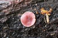 Jelly Drops (Ascocoryne sarcoides) Pink to flesh-colored cup fungus (no stalk) found under the bark of a rotting willow oak tree (on highly decayed matter) in Northwest Georgia (Gordon County), US.<br />
https://www.jungledragon.com/image/68785/jelly_drops_ascocoryne_sarcoides.html<br />
https://www.jungledragon.com/image/68788/jelly_drops_ascocoryne_sarcoides.html<br />
https://www.jungledragon.com/image/68786/jelly_drops_ascocoryne_sarcoides.html Ascocoryne sarcoides,Fall,Geotagged,Jelly Drops,United States