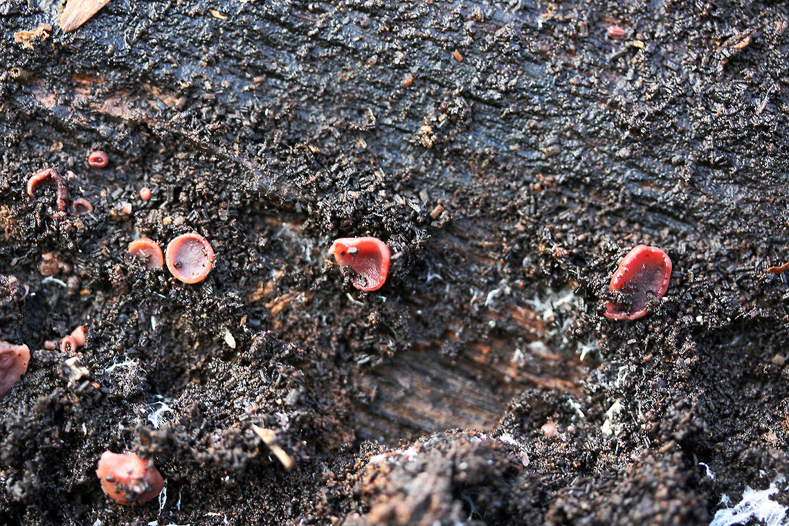 Jelly Drops (Ascocoryne sarcoides) Pink to flesh-colored cup fungus (no stalk) found under the bark of a rotting willow oak tree (on highly decayed matter) in Northwest Georgia (Gordon County), US.<br />
<figure class="photo"><a href="https://www.jungledragon.com/image/68785/jelly_drops_ascocoryne_sarcoides.html" title="Jelly Drops (Ascocoryne sarcoides)"><img src="https://s3.amazonaws.com/media.jungledragon.com/images/3231/68785_thumb.JPG?AWSAccessKeyId=05GMT0V3GWVNE7GGM1R2&Expires=1759968010&Signature=wVojudwbb3G9RTJAUcDlUJoT248%3D" width="200" height="134" alt="Jelly Drops (Ascocoryne sarcoides) Pink to flesh-colored cup fungus (no stalk) found under the bark of a rotting willow oak tree (on highly decayed matter) in Northwest Georgia (Gordon County), US.<br />
https://www.jungledragon.com/image/68788/jelly_drops_ascocoryne_sarcoides.html<br />
https://www.jungledragon.com/image/68787/jelly_drops_ascocoryne_sarcoides.html<br />
https://www.jungledragon.com/image/68786/jelly_drops_ascocoryne_sarcoides.html Ascocoryne sarcoides,Fall,Geotagged,Jelly Drops,United States" /></a></figure><br />
<figure class="photo"><a href="https://www.jungledragon.com/image/68787/jelly_drops_ascocoryne_sarcoides.html" title="Jelly Drops (Ascocoryne sarcoides)"><img src="https://s3.amazonaws.com/media.jungledragon.com/images/3231/68787_thumb.JPG?AWSAccessKeyId=05GMT0V3GWVNE7GGM1R2&Expires=1759968010&Signature=Pf6G3Nkiw1lSSCoIqm6zwgxv%2FD8%3D" width="200" height="134" alt="Jelly Drops (Ascocoryne sarcoides) Pink to flesh-colored cup fungus (no stalk) found under the bark of a rotting willow oak tree (on highly decayed matter) in Northwest Georgia (Gordon County), US.<br />
https://www.jungledragon.com/image/68785/jelly_drops_ascocoryne_sarcoides.html<br />
https://www.jungledragon.com/image/68788/jelly_drops_ascocoryne_sarcoides.html<br />
https://www.jungledragon.com/image/68786/jelly_drops_ascocoryne_sarcoides.html Ascocoryne sarcoides,Fall,Geotagged,Jelly Drops,United States" /></a></figure><br />
<figure class="photo"><a href="https://www.jungledragon.com/image/68786/jelly_drops_ascocoryne_sarcoides.html" title="Jelly Drops (Ascocoryne sarcoides)"><img src="https://s3.amazonaws.com/media.jungledragon.com/images/3231/68786_thumb.JPG?AWSAccessKeyId=05GMT0V3GWVNE7GGM1R2&Expires=1759968010&Signature=cOL55k6yncOHPo4f9Ngahexbxgs%3D" width="200" height="134" alt="Jelly Drops (Ascocoryne sarcoides) Pink to flesh-colored cup fungus (no stalk) found under the bark of a rotting willow oak tree (on highly decayed matter) in Northwest Georgia (Gordon County), US.<br />
https://www.jungledragon.com/image/68785/jelly_drops_ascocoryne_sarcoides.html<br />
https://www.jungledragon.com/image/68787/jelly_drops_ascocoryne_sarcoides.html<br />
https://www.jungledragon.com/image/68788/jelly_drops_ascocoryne_sarcoides.html Ascocoryne sarcoides,Fall,Geotagged,Jelly Drops,United States" /></a></figure> Ascocoryne sarcoides,Fall,Geotagged,Jelly Drops,United States