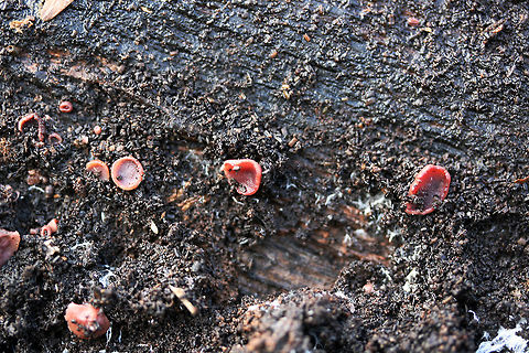 Jelly Drops (Ascocoryne sarcoides) Pink to flesh-colored cup fungus (no stalk) found under the bark of a rotting willow oak tree (on highly decayed matter) in Northwest Georgia (Gordon County), US.
https://www.jungledragon.com/image/68785/jelly_drops_ascocoryne_sarcoides.html
https://www.jungledragon.com/image/68787/jelly_drops_ascocoryne_sarcoides.html
https://www.jungledragon.com/image/68786/jelly_drops_ascocoryne_sarcoides.html Ascocoryne sarcoides,Fall,Geotagged,Jelly Drops,United States