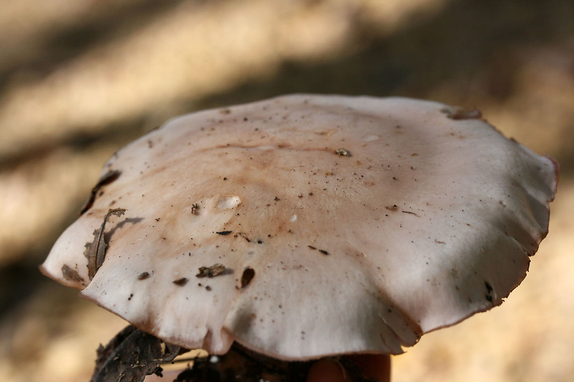 Wood Blewit (Clitocybe nuda) Growing in leaf litter near a pile of rotting/fallen trees in a dense mixed forest.<br />
<figure class="photo"><a href="https://www.jungledragon.com/image/68811/wood_blewit_clitocybe_nuda.html" title="Wood Blewit (Clitocybe nuda)"><img src="https://s3.amazonaws.com/media.jungledragon.com/images/3231/68811_thumb.jpg?AWSAccessKeyId=05GMT0V3GWVNE7GGM1R2&Expires=1759968010&Signature=aRTzshSUiumPX8M242IO3x%2BXQqg%3D" width="200" height="134" alt="Wood Blewit (Clitocybe nuda) Growing in leaf litter near a pile of rotting/fallen trees in a dense mixed forest.<br />
https://www.jungledragon.com/image/68809/wood_blewit_clitocybe_nuda.html<br />
https://www.jungledragon.com/image/68810/wood_blewit_clitocybe_nuda.html<br />
<br />
 Fall,Geotagged,Lepista nuda,United States,Wood blewit" /></a></figure><br />
<figure class="photo"><a href="https://www.jungledragon.com/image/68810/wood_blewit_clitocybe_nuda.html" title="Wood Blewit (Clitocybe nuda)"><img src="https://s3.amazonaws.com/media.jungledragon.com/images/3231/68810_thumb.jpg?AWSAccessKeyId=05GMT0V3GWVNE7GGM1R2&Expires=1759968010&Signature=ty8lzDf2ScI0LsilL3lpqNKQGD8%3D" width="200" height="134" alt="Wood Blewit (Clitocybe nuda) Growing in leaf litter near a pile of rotting/fallen trees in a dense mixed forest.<br />
https://www.jungledragon.com/image/68809/wood_blewit_clitocybe_nuda.html<br />
https://www.jungledragon.com/image/68811/wood_blewit_clitocybe_nuda.html<br />
 Fall,Geotagged,Lepista nuda,United States,Wood blewit" /></a></figure> Fall,Geotagged,Lepista nuda,United States,Wood blewit