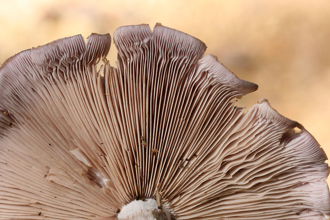 Wood Blewit (Clitocybe nuda) Growing in leaf litter near a pile of rotting/fallen trees in a dense mixed forest.<br />
<figure class="photo"><a href="https://www.jungledragon.com/image/68809/wood_blewit_clitocybe_nuda.html" title="Wood Blewit (Clitocybe nuda)"><img src="https://s3.amazonaws.com/media.jungledragon.com/images/3231/68809_thumb.jpg?AWSAccessKeyId=05GMT0V3GWVNE7GGM1R2&Expires=1759968010&Signature=6qY2IvyM1nC9xYbEUrG7CNcwAEs%3D" width="200" height="134" alt="Wood Blewit (Clitocybe nuda) Growing in leaf litter near a pile of rotting/fallen trees in a dense mixed forest.<br />
https://www.jungledragon.com/image/68811/wood_blewit_clitocybe_nuda.html<br />
https://www.jungledragon.com/image/68810/wood_blewit_clitocybe_nuda.html Fall,Geotagged,Lepista nuda,United States,Wood blewit" /></a></figure><br />
<figure class="photo"><a href="https://www.jungledragon.com/image/68811/wood_blewit_clitocybe_nuda.html" title="Wood Blewit (Clitocybe nuda)"><img src="https://s3.amazonaws.com/media.jungledragon.com/images/3231/68811_thumb.jpg?AWSAccessKeyId=05GMT0V3GWVNE7GGM1R2&Expires=1759968010&Signature=aRTzshSUiumPX8M242IO3x%2BXQqg%3D" width="200" height="134" alt="Wood Blewit (Clitocybe nuda) Growing in leaf litter near a pile of rotting/fallen trees in a dense mixed forest.<br />
https://www.jungledragon.com/image/68809/wood_blewit_clitocybe_nuda.html<br />
https://www.jungledragon.com/image/68810/wood_blewit_clitocybe_nuda.html<br />
<br />
 Fall,Geotagged,Lepista nuda,United States,Wood blewit" /></a></figure><br />
 Fall,Geotagged,Lepista nuda,United States,Wood blewit