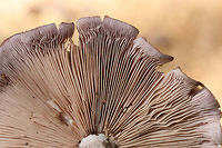 Wood Blewit (Clitocybe nuda) Growing in leaf litter near a pile of rotting/fallen trees in a dense mixed forest.<br />
https://www.jungledragon.com/image/68809/wood_blewit_clitocybe_nuda.html<br />
https://www.jungledragon.com/image/68811/wood_blewit_clitocybe_nuda.html<br />
 Fall,Geotagged,Lepista nuda,United States,Wood blewit