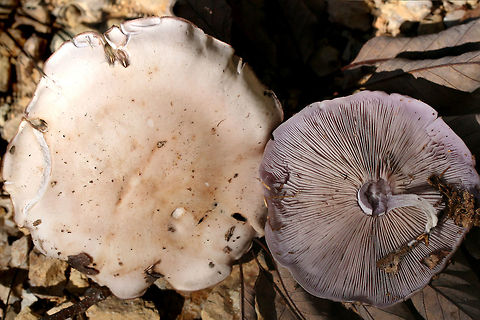 Wood Blewit (Clitocybe nuda) Growing in leaf litter near a pile of rotting/fallen trees in a dense mixed forest.
https://www.jungledragon.com/image/68809/wood_blewit_clitocybe_nuda.html
https://www.jungledragon.com/image/68810/wood_blewit_clitocybe_nuda.html
 Fall,Geotagged,Lepista nuda,United States,Wood blewit