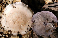Wood Blewit (Clitocybe nuda) Growing in leaf litter near a pile of rotting/fallen trees in a dense mixed forest.<br />
https://www.jungledragon.com/image/68809/wood_blewit_clitocybe_nuda.html<br />
https://www.jungledragon.com/image/68810/wood_blewit_clitocybe_nuda.html<br />
<br />
 Fall,Geotagged,Lepista nuda,United States,Wood blewit