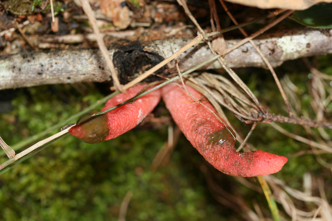 Elegant Stinkhorn (Mutinus elegans) Growing in moss and surrounded by leaf litter and debris in a dense mixed forest. Devil's Dipstick,Fall,Geotagged,Mutinus elegans,United States