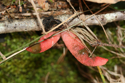 Elegant Stinkhorn (Mutinus elegans) Growing in moss and surrounded by leaf litter and debris in a dense mixed forest. Devil's Dipstick,Fall,Geotagged,Mutinus elegans,United States