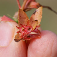 Slender Three-seeded Mercury (Acalypha gracilens) Not sure on this ID, so please feel free to pitch in. <br />
<br />
Growing in an overgrown backyard/field habitat in NW Georgia, Gordon County, US.<br />
https://www.jungledragon.com/image/68815/slender_three-seeded_mercury_acalypha_gracilens.html<br />
https://www.jungledragon.com/image/68814/slender_three-seeded_mercury_acalypha_gracilens.html Acalypha gracilens,Fall,Geotagged,United States