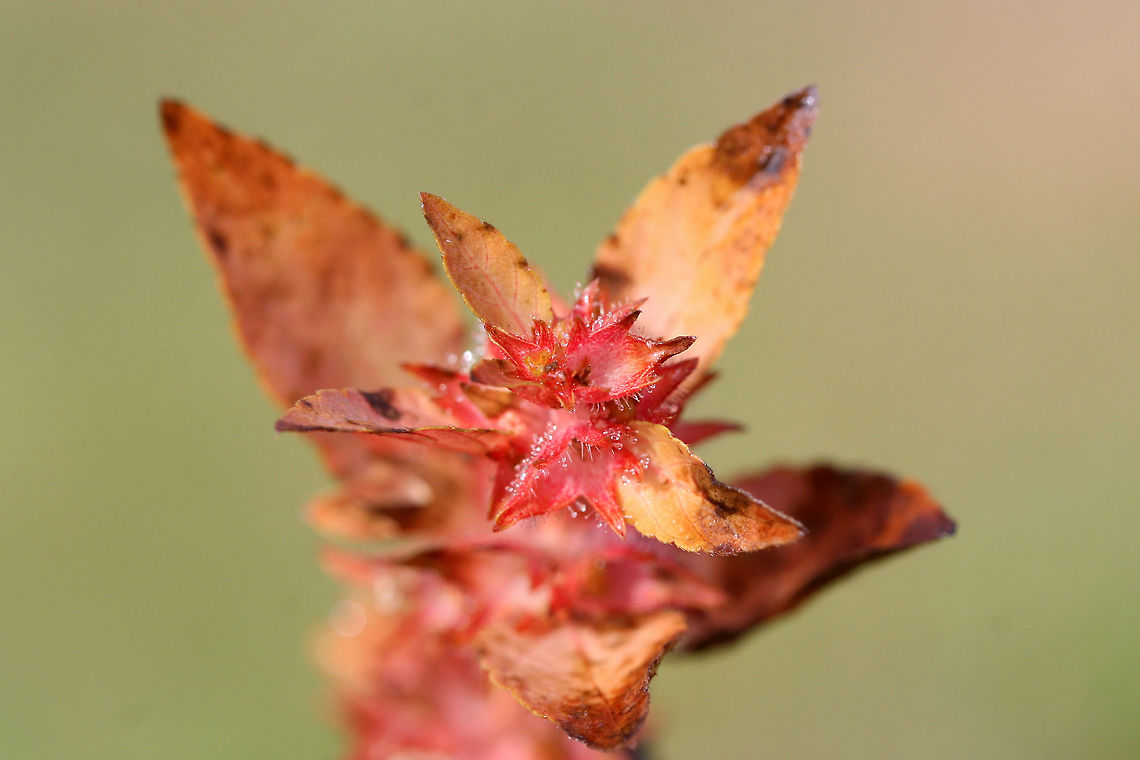 Slender Three-seeded Mercury (Acalypha gracilens) Not sure on this ID, so please feel free to pitch in. <br />
<br />
Growing in an overgrown backyard/field habitat in NW Georgia, Gordon County, US.<br />
<figure class="photo"><a href="https://www.jungledragon.com/image/68813/slender_three-seeded_mercury_acalypha_gracilens.html" title="Slender Three-seeded Mercury (Acalypha gracilens)"><img src="https://s3.amazonaws.com/media.jungledragon.com/images/3231/68813_thumb.jpg?AWSAccessKeyId=05GMT0V3GWVNE7GGM1R2&Expires=1769040010&Signature=zs1I2GvtC%2BW%2FdUMfAOgetSn2BCk%3D" width="200" height="200" alt="Slender Three-seeded Mercury (Acalypha gracilens) Not sure on this ID, so please feel free to pitch in. <br />
<br />
Growing in an overgrown backyard/field habitat in NW Georgia, Gordon County, US.<br />
https://www.jungledragon.com/image/68815/slender_three-seeded_mercury_acalypha_gracilens.html<br />
https://www.jungledragon.com/image/68814/slender_three-seeded_mercury_acalypha_gracilens.html Acalypha gracilens,Fall,Geotagged,United States" /></a></figure><br />
<figure class="photo"><a href="https://www.jungledragon.com/image/68815/slender_three-seeded_mercury_acalypha_gracilens.html" title="Slender Three-seeded Mercury (Acalypha gracilens)"><img src="https://s3.amazonaws.com/media.jungledragon.com/images/3231/68815_thumb.jpg?AWSAccessKeyId=05GMT0V3GWVNE7GGM1R2&Expires=1769040010&Signature=4Tz5a5fxOBjvr%2Bkn9Jpikrrb9Pc%3D" width="102" height="152" alt="Slender Three-seeded Mercury (Acalypha gracilens) Not sure on this ID, so please feel free to pitch in. <br />
<br />
Growing in an overgrown backyard/field habitat in NW Georgia, Gordon County, US.<br />
https://www.jungledragon.com/image/68813/slender_three-seeded_mercury_acalypha_gracilens.html<br />
https://www.jungledragon.com/image/68814/slender_three-seeded_mercury_acalypha_gracilens.html Acalypha gracilens,Fall,Geotagged,United States" /></a></figure> Acalypha gracilens,Fall,Geotagged,United States