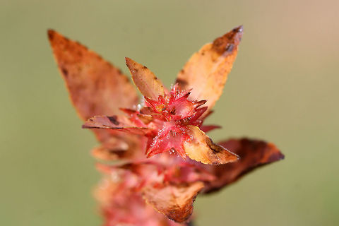 Slender Three-seeded Mercury (Acalypha gracilens) Not sure on this ID, so please feel free to pitch in. 

Growing in an overgrown backyard/field habitat in NW Georgia, Gordon County, US.
https://www.jungledragon.com/image/68813/slender_three-seeded_mercury_acalypha_gracilens.html
https://www.jungledragon.com/image/68815/slender_three-seeded_mercury_acalypha_gracilens.html Acalypha gracilens,Fall,Geotagged,United States