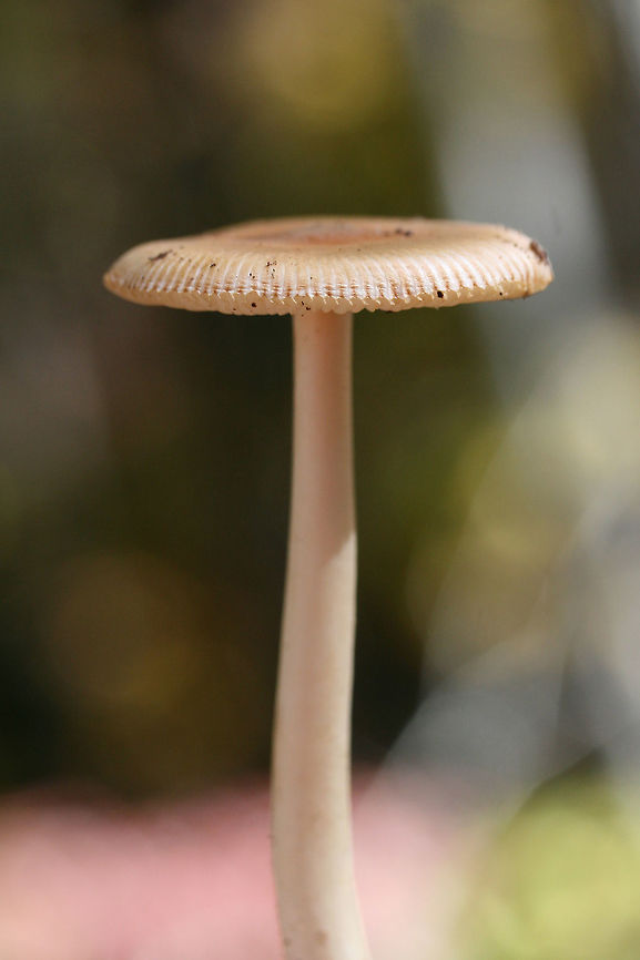 Amanita sect. Vaginatae (Possibly Amanita amerifulva group)? Amanita amerifulva group? Growing in leaf litter below pines, oaks, and hickories in a dense mixed forest.<br />
<figure class="photo"><a href="https://www.jungledragon.com/image/68818/amanita_sect._vaginatae_possibly_amanita_amerifulva_group.html" title="Amanita sect. Vaginatae (Possibly Amanita amerifulva group)?"><img src="https://s3.amazonaws.com/media.jungledragon.com/images/3231/68818_thumb.jpg?AWSAccessKeyId=05GMT0V3GWVNE7GGM1R2&Expires=1765411210&Signature=JCqL%2FFANL20p%2FRTRi3L%2F8iKhKiM%3D" width="200" height="134" alt="Amanita sect. Vaginatae (Possibly Amanita amerifulva group)? Amanita amerifulva group? Growing in leaf litter below pines, oaks, and hickories in a dense mixed forest.<br />
https://www.jungledragon.com/image/68816/amanita_sect._vaginatae_possibly_amanita_amerifulva_group.html<br />
https://www.jungledragon.com/image/68817/amanita_sect._vaginatae_possibly_amanita_amerifulva_group.html Fall,Geotagged,United States" /></a></figure><br />
<figure class="photo"><a href="https://www.jungledragon.com/image/68817/amanita_sect._vaginatae_possibly_amanita_amerifulva_group.html" title="Amanita sect. Vaginatae (Possibly Amanita amerifulva group)?"><img src="https://s3.amazonaws.com/media.jungledragon.com/images/3231/68817_thumb.jpg?AWSAccessKeyId=05GMT0V3GWVNE7GGM1R2&Expires=1765411210&Signature=iujwazhC8m3pdB8HreVWR62TFf4%3D" width="200" height="134" alt="Amanita sect. Vaginatae (Possibly Amanita amerifulva group)? Amanita amerifulva group? Growing in leaf litter below pines, oaks, and hickories in a dense mixed forest.<br />
https://www.jungledragon.com/image/68818/amanita_sect._vaginatae_possibly_amanita_amerifulva_group.html<br />
https://www.jungledragon.com/image/68816/amanita_sect._vaginatae_possibly_amanita_amerifulva_group.html Fall,Geotagged,United States" /></a></figure> Fall,Geotagged,United States