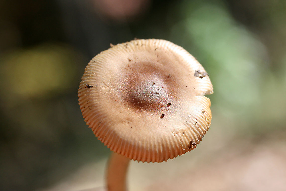 Amanita sect. Vaginatae (Possibly Amanita amerifulva group)? Amanita amerifulva group? Growing in leaf litter below pines, oaks, and hickories in a dense mixed forest.<br />
<figure class="photo"><a href="https://www.jungledragon.com/image/68818/amanita_sect._vaginatae_possibly_amanita_amerifulva_group.html" title="Amanita sect. Vaginatae (Possibly Amanita amerifulva group)?"><img src="https://s3.amazonaws.com/media.jungledragon.com/images/3231/68818_thumb.jpg?AWSAccessKeyId=05GMT0V3GWVNE7GGM1R2&Expires=1769040010&Signature=m9UfxteLeKOi%2FSsyPbjYVMwiFW0%3D" width="200" height="134" alt="Amanita sect. Vaginatae (Possibly Amanita amerifulva group)? Amanita amerifulva group? Growing in leaf litter below pines, oaks, and hickories in a dense mixed forest.<br />
https://www.jungledragon.com/image/68816/amanita_sect._vaginatae_possibly_amanita_amerifulva_group.html<br />
https://www.jungledragon.com/image/68817/amanita_sect._vaginatae_possibly_amanita_amerifulva_group.html Fall,Geotagged,United States" /></a></figure><br />
<figure class="photo"><a href="https://www.jungledragon.com/image/68816/amanita_sect._vaginatae_possibly_amanita_amerifulva_group.html" title="Amanita sect. Vaginatae (Possibly Amanita amerifulva group)?"><img src="https://s3.amazonaws.com/media.jungledragon.com/images/3231/68816_thumb.jpg?AWSAccessKeyId=05GMT0V3GWVNE7GGM1R2&Expires=1769040010&Signature=9GGX2%2BaOd01MSoVdtYh5Y0QhoDI%3D" width="102" height="152" alt="Amanita sect. Vaginatae (Possibly Amanita amerifulva group)? Amanita amerifulva group? Growing in leaf litter below pines, oaks, and hickories in a dense mixed forest.<br />
https://www.jungledragon.com/image/68818/amanita_sect._vaginatae_possibly_amanita_amerifulva_group.html<br />
https://www.jungledragon.com/image/68817/amanita_sect._vaginatae_possibly_amanita_amerifulva_group.html Fall,Geotagged,United States" /></a></figure> Fall,Geotagged,United States