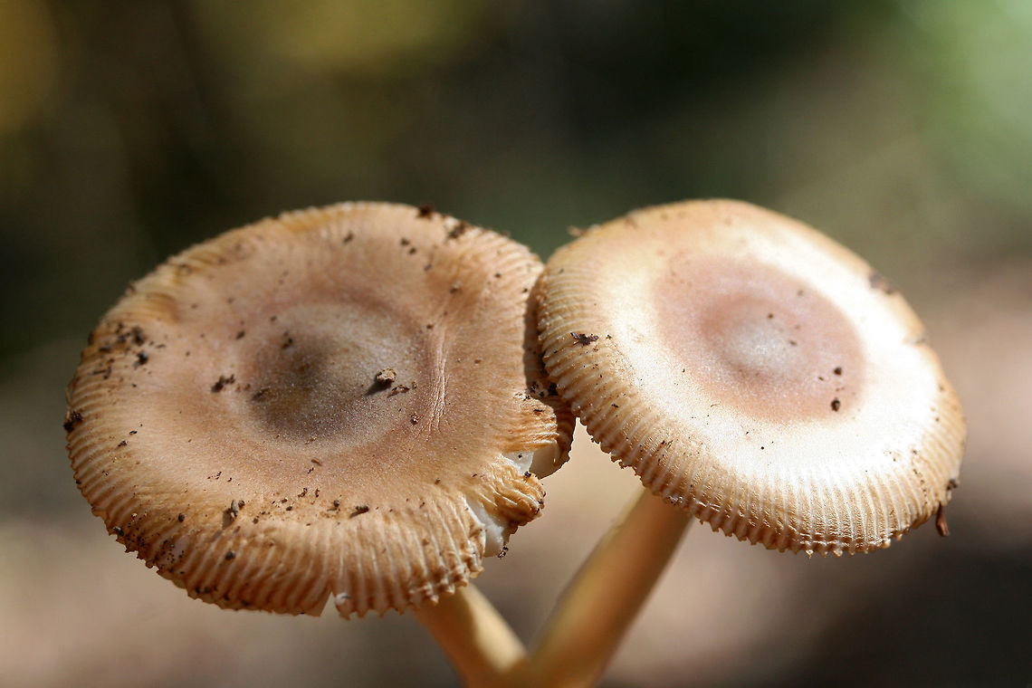 Amanita sect. Vaginatae (Possibly Amanita amerifulva group)? Amanita amerifulva group? Growing in leaf litter below pines, oaks, and hickories in a dense mixed forest.<br />
<figure class="photo"><a href="https://www.jungledragon.com/image/68816/amanita_sect._vaginatae_possibly_amanita_amerifulva_group.html" title="Amanita sect. Vaginatae (Possibly Amanita amerifulva group)?"><img src="https://s3.amazonaws.com/media.jungledragon.com/images/3231/68816_thumb.jpg?AWSAccessKeyId=05GMT0V3GWVNE7GGM1R2&Expires=1759968010&Signature=%2BmLkDlu0RwzfStZ8eEZCqfOWk%2FQ%3D" width="102" height="152" alt="Amanita sect. Vaginatae (Possibly Amanita amerifulva group)? Amanita amerifulva group? Growing in leaf litter below pines, oaks, and hickories in a dense mixed forest.<br />
https://www.jungledragon.com/image/68818/amanita_sect._vaginatae_possibly_amanita_amerifulva_group.html<br />
https://www.jungledragon.com/image/68817/amanita_sect._vaginatae_possibly_amanita_amerifulva_group.html Fall,Geotagged,United States" /></a></figure><br />
<figure class="photo"><a href="https://www.jungledragon.com/image/68817/amanita_sect._vaginatae_possibly_amanita_amerifulva_group.html" title="Amanita sect. Vaginatae (Possibly Amanita amerifulva group)?"><img src="https://s3.amazonaws.com/media.jungledragon.com/images/3231/68817_thumb.jpg?AWSAccessKeyId=05GMT0V3GWVNE7GGM1R2&Expires=1759968010&Signature=MlwtmN9aVmlC6CpNj5AkEMSKijk%3D" width="200" height="134" alt="Amanita sect. Vaginatae (Possibly Amanita amerifulva group)? Amanita amerifulva group? Growing in leaf litter below pines, oaks, and hickories in a dense mixed forest.<br />
https://www.jungledragon.com/image/68818/amanita_sect._vaginatae_possibly_amanita_amerifulva_group.html<br />
https://www.jungledragon.com/image/68816/amanita_sect._vaginatae_possibly_amanita_amerifulva_group.html Fall,Geotagged,United States" /></a></figure> Fall,Geotagged,United States