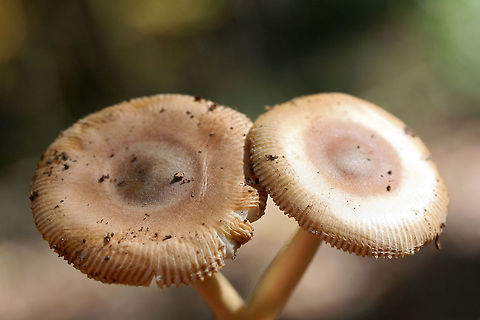 Amanita sect. Vaginatae (Possibly Amanita amerifulva group)? Amanita amerifulva group? Growing in leaf litter below pines, oaks, and hickories in a dense mixed forest.
https://www.jungledragon.com/image/68816/amanita_sect._vaginatae_possibly_amanita_amerifulva_group.html
https://www.jungledragon.com/image/68817/amanita_sect._vaginatae_possibly_amanita_amerifulva_group.html Fall,Geotagged,United States