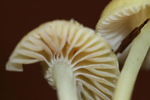 Mycena epipterygia Habitat: Growing gregariously (and in large numbers) at the base of pine trees in a primarily coniferous forest in Northeast Alabama (Cherokee County), US.

Gill surface: pale yellow to cream (some with reddish spots), attached

Stipe: Long, pale yellow (with hints of green) with reddening towards base. Slightly slimy.

Pileus: Viscid, yellow to pale-yellowish brown (depending on the lighting, more vivid yellow in the light of my headlamp), convex to parabolic with striate edges

Spore print: white

Odor: Distinctly farinaceous. Exactly like cucumber.
https://www.jungledragon.com/image/68886/mycena_epipterygia.html
https://www.jungledragon.com/image/68885/mycena_epipterygia.html
https://www.jungledragon.com/image/68884/mycena_epipterygia.html Geotagged,Mycena epipterygia,United States,Winter