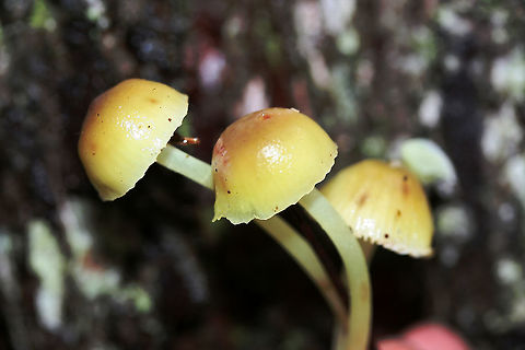 Mycena epipterygia Habitat: Growing gregariously (and in large numbers) at the base of pine trees in a primarily coniferous forest in Northeast Alabama (Cherokee County), US.

Gill surface: pale yellow to cream (some with reddish spots), attached

Stipe: Long, pale yellow (with hints of green) with reddening towards base. Slightly slimy.

Pileus: Viscid, yellow to pale-yellowish brown (depending on the lighting, more vivid yellow in the light of my headlamp), convex to parabolic with striate edges

Spore print: white

Odor: Distinctly farinaceous. Exactly like cucumber.
https://www.jungledragon.com/image/68883/mycena_epipterygia.html
https://www.jungledragon.com/image/68885/mycena_epipterygia.html
https://www.jungledragon.com/image/68886/mycena_epipterygia.html Geotagged,Mycena epipterygia,United States,Winter