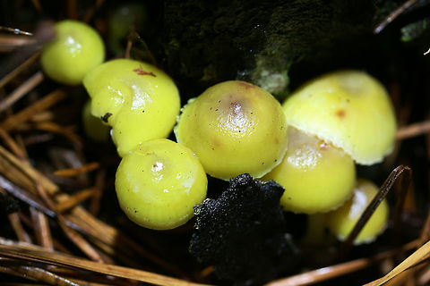 Mycena epipterygia Habitat: Growing gregariously (and in large numbers) at the base of pine trees in a primarily coniferous forest in Northeast Alabama (Cherokee County), US.

Gill surface: pale yellow to cream (some with reddish spots), attached

Stipe: Long, pale yellow (with hints of green) with reddening towards base. Slightly slimy.

Pileus: Viscid, yellow to pale-yellowish brown (depending on the lighting, more vivid yellow in the light of my headlamp), convex to parabolic with striate edges

Spore print: white

Odor: Distinctly farinaceous. Exactly like cucumber.
https://www.jungledragon.com/image/68883/mycena_epipterygia.html
https://www.jungledragon.com/image/68886/mycena_epipterygia.html
https://www.jungledragon.com/image/68884/mycena_epipterygia.html Geotagged,Mycena epipterygia,United States,Winter