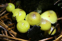 Mycena epipterygia Habitat: Growing gregariously (and in large numbers) at the base of pine trees in a primarily coniferous forest in Northeast Alabama (Cherokee County), US.<br />
<br />
Gill surface: pale yellow to cream (some with reddish spots), attached<br />
<br />
Stipe: Long, pale yellow (with hints of green) with reddening towards base. Slightly slimy.<br />
<br />
Pileus: Viscid, yellow to pale-yellowish brown (depending on the lighting, more vivid yellow in the light of my headlamp), convex to parabolic with striate edges<br />
<br />
Spore print: white<br />
<br />
Odor: Distinctly farinaceous. Exactly like cucumber.<br />
https://www.jungledragon.com/image/68883/mycena_epipterygia.html<br />
https://www.jungledragon.com/image/68886/mycena_epipterygia.html<br />
https://www.jungledragon.com/image/68884/mycena_epipterygia.html Geotagged,Mycena epipterygia,United States,Winter
