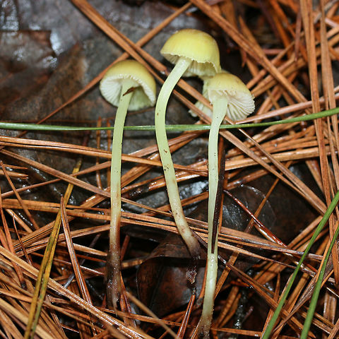 Mycena epipterygia Habitat: Growing gregariously (and in large numbers) at the base of pine trees in a primarily coniferous forest in Northeast Alabama (Cherokee County), US.

Gill surface: pale yellow to cream (some with reddish spots), attached

Stipe: Long, pale yellow (with hints of green) with reddening towards base. Slightly slimy.

Pileus: Viscid, yellow to pale-yellowish brown (depending on the lighting, more vivid yellow in the light of my headlamp), convex to parabolic with striate edges

Spore print: white

Odor: Distinctly farinaceous. Exactly like cucumber.
https://www.jungledragon.com/image/68883/mycena_epipterygia.html
https://www.jungledragon.com/image/68885/mycena_epipterygia.html
https://www.jungledragon.com/image/68884/mycena_epipterygia.html Geotagged,Mycena epipterygia,United States,Winter