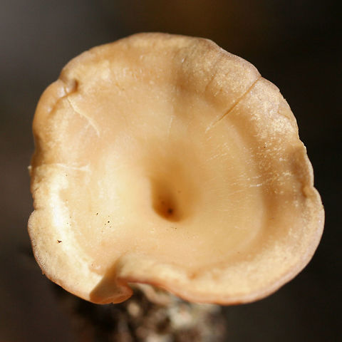 Infundibulicybe gibba Growing in leaf litter and moss below mostly hardwoods in a dense mixed forest.
https://www.jungledragon.com/image/68890/infundibulicybe_gibba.html
https://www.jungledragon.com/image/68889/infundibulicybe_gibba.html
https://www.jungledragon.com/image/68888/infundibulicybe_gibba.html
 Fall,Geotagged,Infundibulicybe gibba,United States