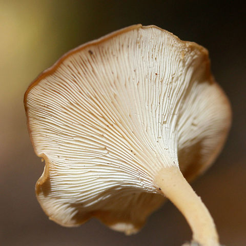 Infundibulicybe gibba Growing in leaf litter and moss below mostly hardwoods in a dense mixed forest.
https://www.jungledragon.com/image/68887/infundibulicybe_gibba.html
https://www.jungledragon.com/image/68889/infundibulicybe_gibba.html
https://www.jungledragon.com/image/68890/infundibulicybe_gibba.html Fall,Geotagged,Infundibulicybe gibba,United States
