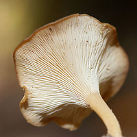 Infundibulicybe gibba Growing in leaf litter and moss below mostly hardwoods in a dense mixed forest.<br />
https://www.jungledragon.com/image/68887/infundibulicybe_gibba.html<br />
https://www.jungledragon.com/image/68889/infundibulicybe_gibba.html<br />
https://www.jungledragon.com/image/68890/infundibulicybe_gibba.html Fall,Geotagged,Infundibulicybe gibba,United States