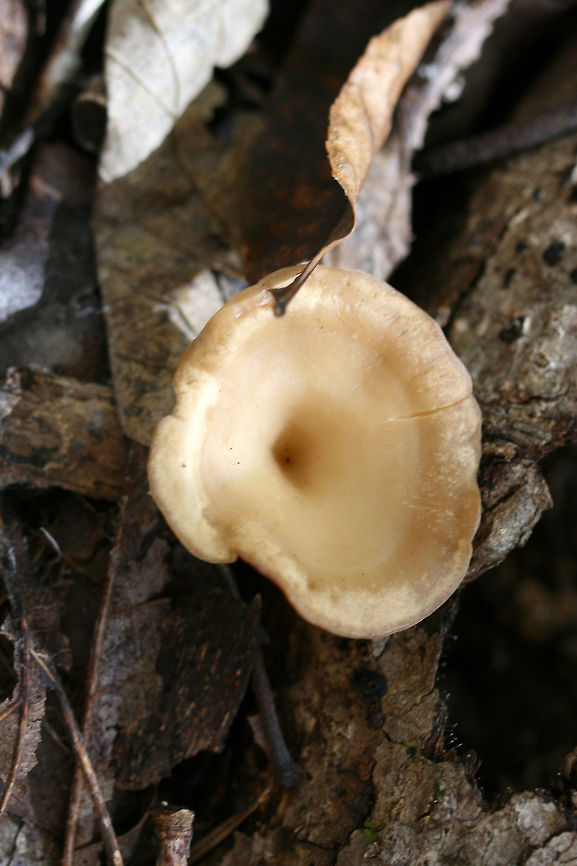 Infundibulicybe gibba Growing in leaf litter and moss below mostly hardwoods in a dense mixed forest.<br />
<figure class="photo"><a href="https://www.jungledragon.com/image/68887/infundibulicybe_gibba.html" title="Infundibulicybe gibba"><img src="https://s3.amazonaws.com/media.jungledragon.com/images/3231/68887_thumb.jpg?AWSAccessKeyId=05GMT0V3GWVNE7GGM1R2&Expires=1767225610&Signature=2D4ObvZ34j02gwEnMrv7b78Q8HY%3D" width="200" height="200" alt="Infundibulicybe gibba Growing in leaf litter and moss below mostly hardwoods in a dense mixed forest.<br />
https://www.jungledragon.com/image/68890/infundibulicybe_gibba.html<br />
https://www.jungledragon.com/image/68889/infundibulicybe_gibba.html<br />
https://www.jungledragon.com/image/68888/infundibulicybe_gibba.html<br />
 Fall,Geotagged,Infundibulicybe gibba,United States" /></a></figure><br />
<figure class="photo"><a href="https://www.jungledragon.com/image/68890/infundibulicybe_gibba.html" title="Infundibulicybe gibba"><img src="https://s3.amazonaws.com/media.jungledragon.com/images/3231/68890_thumb.jpg?AWSAccessKeyId=05GMT0V3GWVNE7GGM1R2&Expires=1767225610&Signature=hSA2Aoth8JzeXOeI2ta%2FLomVldE%3D" width="102" height="152" alt="Infundibulicybe gibba Growing in leaf litter and moss below mostly hardwoods in a dense mixed forest.<br />
https://www.jungledragon.com/image/68887/infundibulicybe_gibba.html<br />
https://www.jungledragon.com/image/68889/infundibulicybe_gibba.html<br />
https://www.jungledragon.com/image/68888/infundibulicybe_gibba.html<br />
 Fall,Geotagged,Infundibulicybe gibba,United States" /></a></figure><br />
<figure class="photo"><a href="https://www.jungledragon.com/image/68888/infundibulicybe_gibba.html" title="Infundibulicybe gibba"><img src="https://s3.amazonaws.com/media.jungledragon.com/images/3231/68888_thumb.jpg?AWSAccessKeyId=05GMT0V3GWVNE7GGM1R2&Expires=1767225610&Signature=ADpGHZduTeKFMta7K%2FXqqylOlLk%3D" width="200" height="200" alt="Infundibulicybe gibba Growing in leaf litter and moss below mostly hardwoods in a dense mixed forest.<br />
https://www.jungledragon.com/image/68887/infundibulicybe_gibba.html<br />
https://www.jungledragon.com/image/68889/infundibulicybe_gibba.html<br />
https://www.jungledragon.com/image/68890/infundibulicybe_gibba.html Fall,Geotagged,Infundibulicybe gibba,United States" /></a></figure><br />
 Fall,Geotagged,Infundibulicybe gibba,United States