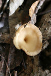 Infundibulicybe gibba Growing in leaf litter and moss below mostly hardwoods in a dense mixed forest.<br />
https://www.jungledragon.com/image/68887/infundibulicybe_gibba.html<br />
https://www.jungledragon.com/image/68890/infundibulicybe_gibba.html<br />
https://www.jungledragon.com/image/68888/infundibulicybe_gibba.html<br />
Fall,Geotagged,Infundibulicybe gibba,United States