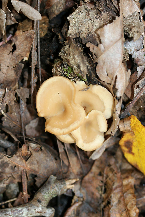 Infundibulicybe gibba Growing in leaf litter and moss below mostly hardwoods in a dense mixed forest.<br />
<figure class="photo"><a href="https://www.jungledragon.com/image/68887/infundibulicybe_gibba.html" title="Infundibulicybe gibba"><img src="https://s3.amazonaws.com/media.jungledragon.com/images/3231/68887_thumb.jpg?AWSAccessKeyId=05GMT0V3GWVNE7GGM1R2&Expires=1767225610&Signature=2D4ObvZ34j02gwEnMrv7b78Q8HY%3D" width="200" height="200" alt="Infundibulicybe gibba Growing in leaf litter and moss below mostly hardwoods in a dense mixed forest.<br />
https://www.jungledragon.com/image/68890/infundibulicybe_gibba.html<br />
https://www.jungledragon.com/image/68889/infundibulicybe_gibba.html<br />
https://www.jungledragon.com/image/68888/infundibulicybe_gibba.html<br />
 Fall,Geotagged,Infundibulicybe gibba,United States" /></a></figure><br />
<figure class="photo"><a href="https://www.jungledragon.com/image/68889/infundibulicybe_gibba.html" title="Infundibulicybe gibba"><img src="https://s3.amazonaws.com/media.jungledragon.com/images/3231/68889_thumb.jpg?AWSAccessKeyId=05GMT0V3GWVNE7GGM1R2&Expires=1767225610&Signature=OG5gcLcC6YPwlfkcuIom1WLkpaQ%3D" width="102" height="152" alt="Infundibulicybe gibba Growing in leaf litter and moss below mostly hardwoods in a dense mixed forest.<br />
https://www.jungledragon.com/image/68887/infundibulicybe_gibba.html<br />
https://www.jungledragon.com/image/68890/infundibulicybe_gibba.html<br />
https://www.jungledragon.com/image/68888/infundibulicybe_gibba.html<br />
 Fall,Geotagged,Infundibulicybe gibba,United States" /></a></figure><br />
<figure class="photo"><a href="https://www.jungledragon.com/image/68888/infundibulicybe_gibba.html" title="Infundibulicybe gibba"><img src="https://s3.amazonaws.com/media.jungledragon.com/images/3231/68888_thumb.jpg?AWSAccessKeyId=05GMT0V3GWVNE7GGM1R2&Expires=1767225610&Signature=ADpGHZduTeKFMta7K%2FXqqylOlLk%3D" width="200" height="200" alt="Infundibulicybe gibba Growing in leaf litter and moss below mostly hardwoods in a dense mixed forest.<br />
https://www.jungledragon.com/image/68887/infundibulicybe_gibba.html<br />
https://www.jungledragon.com/image/68889/infundibulicybe_gibba.html<br />
https://www.jungledragon.com/image/68890/infundibulicybe_gibba.html Fall,Geotagged,Infundibulicybe gibba,United States" /></a></figure><br />
 Fall,Geotagged,Infundibulicybe gibba,United States