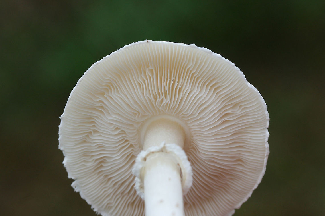 White Dapperling (Leucoagaricus leucothites) Growing in a grassy area by a roadside in a residential area.<br />
<figure class="photo"><a href="https://www.jungledragon.com/image/68896/white_dapperling_leucoagaricus_leucothites.html" title="White Dapperling (Leucoagaricus leucothites)"><img src="https://s3.amazonaws.com/media.jungledragon.com/images/3231/68896_thumb.jpg?AWSAccessKeyId=05GMT0V3GWVNE7GGM1R2&Expires=1769040010&Signature=M8l%2F9u9SX1Fk%2BpbWi8UQrW37H3Q%3D" width="200" height="200" alt="White Dapperling (Leucoagaricus leucothites) Growing in a grassy area by a roadside in a residential area.<br />
https://www.jungledragon.com/image/68895/white_dapperling_leucoagaricus_leucothites.html<br />
<br />
 Fall,Geotagged,Leucoagaricus leucothites,United States" /></a></figure> Fall,Geotagged,Leucoagaricus leucothites,United States