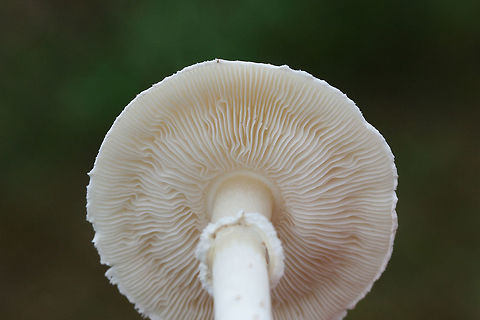 White Dapperling (Leucoagaricus leucothites) Growing in a grassy area by a roadside in a residential area.
https://www.jungledragon.com/image/68896/white_dapperling_leucoagaricus_leucothites.html Fall,Geotagged,Leucoagaricus leucothites,United States