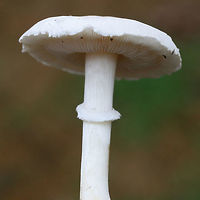 White Dapperling (Leucoagaricus leucothites) Growing in a grassy area by a roadside in a residential area.<br />
https://www.jungledragon.com/image/68895/white_dapperling_leucoagaricus_leucothites.html<br />
<br />
Fall,Geotagged,Leucoagaricus leucothites,United States