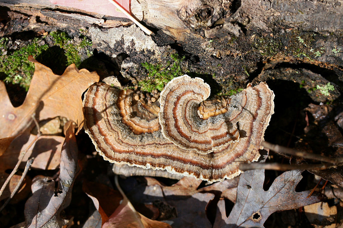 Turkey-tail Fungus (Trametes versicolor) Growing on hardwood at the edge of a dense mixed forest.<br />
<br />
Trametes versicolor is a common saprobe on hardwood in North America. A member of the Polyporaceae family, T. versicolor, displays highly variable pilei and a white fertile surface with small pores. Fall,Geotagged,Trametes versicolor,United States