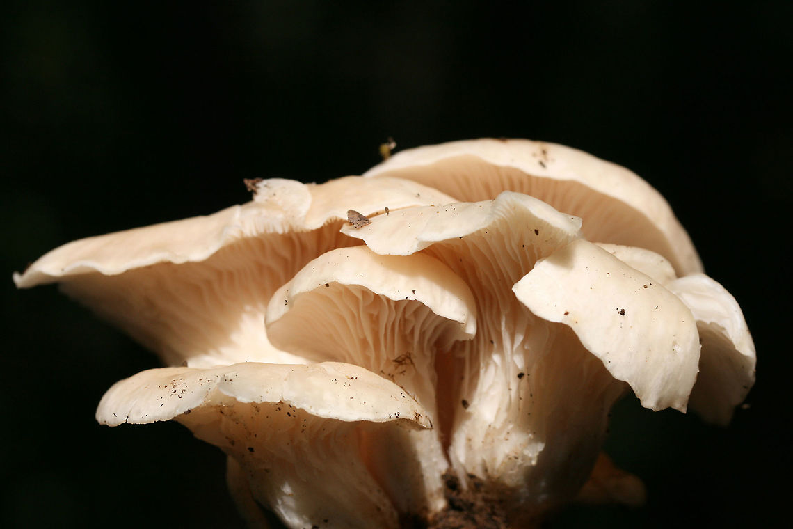 Lung Oysters (Pleurotus pulmonarius) Cluster of white mushrooms growing on a dead hardwood tree (root). Decurrent gills. Smells earthy and slightly sweet. Spore print white.<br />
<br />
Habitat: On dead hardwood tree root on a ridge in a dense mixed hardwood forest.<br />
<figure class="photo"><a href="https://www.jungledragon.com/image/68901/lung_oysters_pleurotus_pulmonarius.html" title="Lung Oysters (Pleurotus pulmonarius)"><img src="https://s3.amazonaws.com/media.jungledragon.com/images/3231/68901_thumb.jpg?AWSAccessKeyId=05GMT0V3GWVNE7GGM1R2&Expires=1770854410&Signature=x3CIiG7a4j3eOo7Jz7tHoDK9ioM%3D" width="102" height="152" alt="Lung Oysters (Pleurotus pulmonarius) Cluster of white mushrooms growing on a dead hardwood tree (root). Decurrent gills. Smells earthy and slightly sweet. Spore print white.<br />
<br />
Habitat: On dead hardwood tree root on a ridge in a dense mixed hardwood forest.<br />
https://www.jungledragon.com/image/68898/lung_oysters_pleurotus_pulmonarius.html<br />
https://www.jungledragon.com/image/68900/lung_oysters_pleurotus_pulmonarius.html<br />
https://www.jungledragon.com/image/68899/lung_oysters_pleurotus_pulmonarius.html<br />
<br />
A video from last year (excuse our Southern accents haha ;))<br />
https://vimeo.com/235026533 Geotagged,Lung Oyster,Pleurotus pulmonarius,Summer,United States" /></a></figure><br />
<figure class="photo"><a href="https://www.jungledragon.com/image/68900/lung_oysters_pleurotus_pulmonarius.html" title="Lung Oysters (Pleurotus pulmonarius)"><img src="https://s3.amazonaws.com/media.jungledragon.com/images/3231/68900_thumb.jpg?AWSAccessKeyId=05GMT0V3GWVNE7GGM1R2&Expires=1770854410&Signature=I6XJvQPehd5GBf2drKJIctHqoO4%3D" width="102" height="152" alt="Lung Oysters (Pleurotus pulmonarius) Cluster of white mushrooms growing on a dead hardwood tree (root). Decurrent gills. Smells earthy and slightly sweet. Spore print white.<br />
<br />
Habitat: On dead hardwood tree root on a ridge in a dense mixed hardwood forest.<br />
https://www.jungledragon.com/image/68898/lung_oysters_pleurotus_pulmonarius.html<br />
https://www.jungledragon.com/image/68901/lung_oysters_pleurotus_pulmonarius.html<br />
https://www.jungledragon.com/image/68899/lung_oysters_pleurotus_pulmonarius.html<br />
<br />
A video from last year (excuse our Southern accents haha ;))<br />
https://vimeo.com/235026533 Geotagged,Lung Oyster,Pleurotus pulmonarius,Summer,United States" /></a></figure><br />
<figure class="photo"><a href="https://www.jungledragon.com/image/68899/lung_oysters_pleurotus_pulmonarius.html" title="Lung Oysters (Pleurotus pulmonarius)"><img src="https://s3.amazonaws.com/media.jungledragon.com/images/3231/68899_thumb.jpg?AWSAccessKeyId=05GMT0V3GWVNE7GGM1R2&Expires=1770854410&Signature=iCWpz970vr9oZ%2FVitm0CrcOMUm4%3D" width="200" height="134" alt="Lung Oysters (Pleurotus pulmonarius) Cluster of white mushrooms growing on a dead hardwood tree (root). Decurrent gills. Smells earthy and slightly sweet. Spore print white.<br />
<br />
Habitat: On dead hardwood tree root on a ridge in a dense mixed hardwood forest.<br />
https://www.jungledragon.com/image/68898/lung_oysters_pleurotus_pulmonarius.html<br />
https://www.jungledragon.com/image/68900/lung_oysters_pleurotus_pulmonarius.html<br />
https://www.jungledragon.com/image/68901/lung_oysters_pleurotus_pulmonarius.html<br />
<br />
A video from last year (excuse our Southern accents haha ;))<br />
https://vimeo.com/235026533 Geotagged,Lung Oyster,Pleurotus pulmonarius,Summer,United States" /></a></figure><br />
<br />
A video from last year (excuse our Southern accents haha ;))<br />
<section class="video"><iframe width="448" height="252" src="https://player.vimeo.com/video/235026533?title=0&byline=0&portrait=0" frameborder="0"></iframe></section> Geotagged,Lung Oyster,Pleurotus pulmonarius,Summer,United States