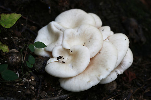 Lung Oysters (Pleurotus pulmonarius) Cluster of white mushrooms growing on a dead hardwood tree (root). Decurrent gills. Smells earthy and slightly sweet. Spore print white.

Habitat: On dead hardwood tree root on a ridge in a dense mixed hardwood forest.
https://www.jungledragon.com/image/68898/lung_oysters_pleurotus_pulmonarius.html
https://www.jungledragon.com/image/68900/lung_oysters_pleurotus_pulmonarius.html
https://www.jungledragon.com/image/68901/lung_oysters_pleurotus_pulmonarius.html

A video from last year (excuse our Southern accents haha ;))
https://vimeo.com/235026533 Geotagged,Lung Oyster,Pleurotus pulmonarius,Summer,United States
