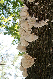 Lung Oysters (Pleurotus pulmonarius) Cluster of white mushrooms growing on a dead hardwood tree (root). Decurrent gills. Smells earthy and slightly sweet. Spore print white.

Habitat: On dead hardwood tree root on a ridge in a dense mixed hardwood forest.
https://www.jungledragon.com/image/68898/lung_oysters_pleurotus_pulmonarius.html
https://www.jungledragon.com/image/68901/lung_oysters_pleurotus_pulmonarius.html
https://www.jungledragon.com/image/68899/lung_oysters_pleurotus_pulmonarius.html

A video from last year (excuse our Southern accents haha ;))
https://vimeo.com/235026533 Geotagged,Lung Oyster,Pleurotus pulmonarius,Summer,United States