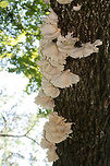 Lung Oysters (Pleurotus pulmonarius) Cluster of white mushrooms growing on a dead hardwood tree (root). Decurrent gills. Smells earthy and slightly sweet. Spore print white.<br />
<br />
Habitat: On dead hardwood tree root on a ridge in a dense mixed hardwood forest.<br />
https://www.jungledragon.com/image/68898/lung_oysters_pleurotus_pulmonarius.html<br />
https://www.jungledragon.com/image/68901/lung_oysters_pleurotus_pulmonarius.html<br />
https://www.jungledragon.com/image/68899/lung_oysters_pleurotus_pulmonarius.html<br />
<br />
A video from last year (excuse our Southern accents haha ;))<br />
https://vimeo.com/235026533 Geotagged,Lung Oyster,Pleurotus pulmonarius,Summer,United States