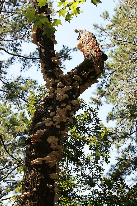Lung Oysters (Pleurotus pulmonarius) Cluster of white mushrooms growing on a dead hardwood tree (root). Decurrent gills. Smells earthy and slightly sweet. Spore print white.<br />
<br />
Habitat: On dead hardwood tree root on a ridge in a dense mixed hardwood forest.<br />
<figure class="photo"><a href="https://www.jungledragon.com/image/68898/lung_oysters_pleurotus_pulmonarius.html" title="Lung Oysters (Pleurotus pulmonarius)"><img src="https://s3.amazonaws.com/media.jungledragon.com/images/3231/68898_thumb.jpg?AWSAccessKeyId=05GMT0V3GWVNE7GGM1R2&Expires=1759968010&Signature=gHftHtvPEAZR6VuUpzRzp3OOz0k%3D" width="200" height="134" alt="Lung Oysters (Pleurotus pulmonarius) Cluster of white mushrooms growing on a dead hardwood tree (root). Decurrent gills. Smells earthy and slightly sweet. Spore print white.<br />
<br />
Habitat: On dead hardwood tree root on a ridge in a dense mixed hardwood forest.<br />
https://www.jungledragon.com/image/68901/lung_oysters_pleurotus_pulmonarius.html<br />
https://www.jungledragon.com/image/68900/lung_oysters_pleurotus_pulmonarius.html<br />
https://www.jungledragon.com/image/68899/lung_oysters_pleurotus_pulmonarius.html<br />
<br />
A video from last year (excuse our Southern accents haha ;))<br />
https://vimeo.com/235026533 Geotagged,Lung Oyster,Pleurotus pulmonarius,Summer,United States" /></a></figure><br />
<figure class="photo"><a href="https://www.jungledragon.com/image/68900/lung_oysters_pleurotus_pulmonarius.html" title="Lung Oysters (Pleurotus pulmonarius)"><img src="https://s3.amazonaws.com/media.jungledragon.com/images/3231/68900_thumb.jpg?AWSAccessKeyId=05GMT0V3GWVNE7GGM1R2&Expires=1759968010&Signature=zlyR5MsSMXcVcW2s%2BDzaJzZaF%2BM%3D" width="102" height="152" alt="Lung Oysters (Pleurotus pulmonarius) Cluster of white mushrooms growing on a dead hardwood tree (root). Decurrent gills. Smells earthy and slightly sweet. Spore print white.<br />
<br />
Habitat: On dead hardwood tree root on a ridge in a dense mixed hardwood forest.<br />
https://www.jungledragon.com/image/68898/lung_oysters_pleurotus_pulmonarius.html<br />
https://www.jungledragon.com/image/68901/lung_oysters_pleurotus_pulmonarius.html<br />
https://www.jungledragon.com/image/68899/lung_oysters_pleurotus_pulmonarius.html<br />
<br />
A video from last year (excuse our Southern accents haha ;))<br />
https://vimeo.com/235026533 Geotagged,Lung Oyster,Pleurotus pulmonarius,Summer,United States" /></a></figure><br />
<figure class="photo"><a href="https://www.jungledragon.com/image/68899/lung_oysters_pleurotus_pulmonarius.html" title="Lung Oysters (Pleurotus pulmonarius)"><img src="https://s3.amazonaws.com/media.jungledragon.com/images/3231/68899_thumb.jpg?AWSAccessKeyId=05GMT0V3GWVNE7GGM1R2&Expires=1759968010&Signature=cad2504JTV8PvoCjNoIh7MWCYwE%3D" width="200" height="134" alt="Lung Oysters (Pleurotus pulmonarius) Cluster of white mushrooms growing on a dead hardwood tree (root). Decurrent gills. Smells earthy and slightly sweet. Spore print white.<br />
<br />
Habitat: On dead hardwood tree root on a ridge in a dense mixed hardwood forest.<br />
https://www.jungledragon.com/image/68898/lung_oysters_pleurotus_pulmonarius.html<br />
https://www.jungledragon.com/image/68900/lung_oysters_pleurotus_pulmonarius.html<br />
https://www.jungledragon.com/image/68901/lung_oysters_pleurotus_pulmonarius.html<br />
<br />
A video from last year (excuse our Southern accents haha ;))<br />
https://vimeo.com/235026533 Geotagged,Lung Oyster,Pleurotus pulmonarius,Summer,United States" /></a></figure><br />
<br />
A video from last year (excuse our Southern accents haha ;))<br />
<section class="video"><iframe width="448" height="252" src="https://player.vimeo.com/video/235026533?title=0&byline=0&portrait=0" frameborder="0"></iframe></section> Geotagged,Lung Oyster,Pleurotus pulmonarius,Summer,United States