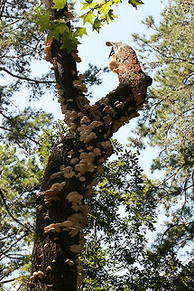 Lung Oysters (Pleurotus pulmonarius) Cluster of white mushrooms growing on a dead hardwood tree (root). Decurrent gills. Smells earthy and slightly sweet. Spore print white.

Habitat: On dead hardwood tree root on a ridge in a dense mixed hardwood forest.
https://www.jungledragon.com/image/68898/lung_oysters_pleurotus_pulmonarius.html
https://www.jungledragon.com/image/68900/lung_oysters_pleurotus_pulmonarius.html
https://www.jungledragon.com/image/68899/lung_oysters_pleurotus_pulmonarius.html

A video from last year (excuse our Southern accents haha ;))
https://vimeo.com/235026533 Geotagged,Lung Oyster,Pleurotus pulmonarius,Summer,United States