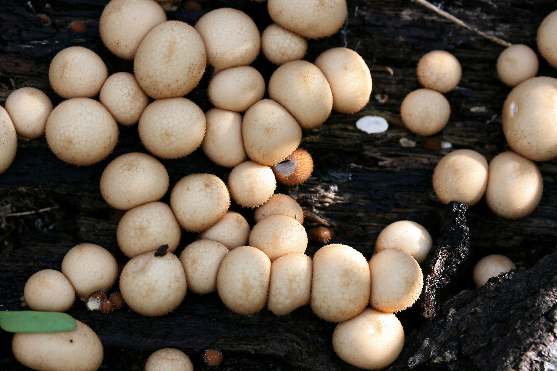Stump Puffball (Lycoperdon pyriforme) Growing on a rotting Willow Oak (Quercus phellos) stump.<br />
<figure class="photo"><a href="https://www.jungledragon.com/image/68950/stump_puffball_lycoperdon_pyriforme.html" title="Stump Puffball (Lycoperdon pyriforme)"><img src="https://s3.amazonaws.com/media.jungledragon.com/images/3231/68950_thumb.jpg?AWSAccessKeyId=05GMT0V3GWVNE7GGM1R2&Expires=1763596810&Signature=aXQDEukm%2F1BPD2w6Mjaz%2Fyzoz%2F4%3D" width="200" height="134" alt="Stump Puffball (Lycoperdon pyriforme) Growing on a rotting Willow Oak (Quercus phellos) stump.<br />
https://www.jungledragon.com/image/68948/stump_puffball_lycoperdon_pyriforme.html<br />
https://www.jungledragon.com/image/68949/stump_puffball_lycoperdon_pyriforme.html Fall,Geotagged,Lycoperdon pyriforme,Pear-shaped Puffball,United States" /></a></figure><br />
<figure class="photo"><a href="https://www.jungledragon.com/image/68949/stump_puffball_lycoperdon_pyriforme.html" title="Stump Puffball (Lycoperdon pyriforme)"><img src="https://s3.amazonaws.com/media.jungledragon.com/images/3231/68949_thumb.jpg?AWSAccessKeyId=05GMT0V3GWVNE7GGM1R2&Expires=1763596810&Signature=NMGk8AqImxxcmJraRKxuMlb0A60%3D" width="200" height="134" alt="Stump Puffball (Lycoperdon pyriforme) Growing on a rotting Willow Oak (Quercus phellos) stump.<br />
https://www.jungledragon.com/image/68950/stump_puffball_lycoperdon_pyriforme.html<br />
https://www.jungledragon.com/image/68948/stump_puffball_lycoperdon_pyriforme.html Fall,Geotagged,Lycoperdon pyriforme,Pear-shaped Puffball,United States" /></a></figure> Fall,Geotagged,Lycoperdon pyriforme,Pear-shaped Puffball,United States