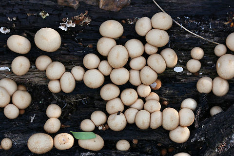 Stump Puffball (Lycoperdon pyriforme) Growing on a rotting Willow Oak (Quercus phellos) stump.
https://www.jungledragon.com/image/68950/stump_puffball_lycoperdon_pyriforme.html
https://www.jungledragon.com/image/68948/stump_puffball_lycoperdon_pyriforme.html Fall,Geotagged,Lycoperdon pyriforme,Pear-shaped Puffball,United States