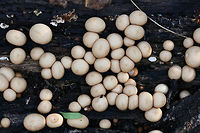 Stump Puffball (Lycoperdon pyriforme) Growing on a rotting Willow Oak (Quercus phellos) stump.<br />
https://www.jungledragon.com/image/68950/stump_puffball_lycoperdon_pyriforme.html<br />
https://www.jungledragon.com/image/68948/stump_puffball_lycoperdon_pyriforme.html Fall,Geotagged,Lycoperdon pyriforme,Pear-shaped Puffball,United States
