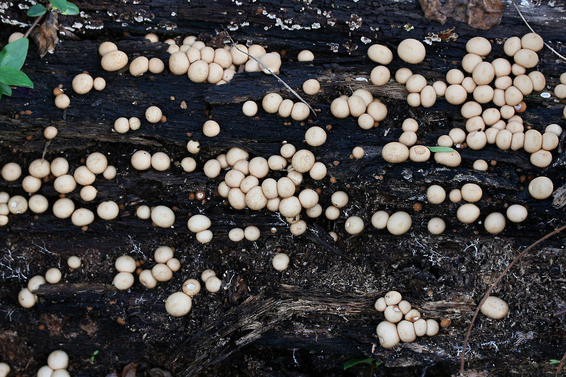 Stump Puffball (Lycoperdon pyriforme) Growing on a rotting Willow Oak (Quercus phellos) stump.<br />
<figure class="photo"><a href="https://www.jungledragon.com/image/68948/stump_puffball_lycoperdon_pyriforme.html" title="Stump Puffball (Lycoperdon pyriforme)"><img src="https://s3.amazonaws.com/media.jungledragon.com/images/3231/68948_thumb.jpg?AWSAccessKeyId=05GMT0V3GWVNE7GGM1R2&Expires=1759968010&Signature=plZsMxIPNy07ZNxRcfBfAUTbvmk%3D" width="200" height="134" alt="Stump Puffball (Lycoperdon pyriforme) Growing on a rotting Willow Oak (Quercus phellos) stump.<br />
https://www.jungledragon.com/image/68950/stump_puffball_lycoperdon_pyriforme.html<br />
https://www.jungledragon.com/image/68949/stump_puffball_lycoperdon_pyriforme.html Fall,Geotagged,Lycoperdon pyriforme,Pear-shaped Puffball,United States" /></a></figure><br />
<figure class="photo"><a href="https://www.jungledragon.com/image/68949/stump_puffball_lycoperdon_pyriforme.html" title="Stump Puffball (Lycoperdon pyriforme)"><img src="https://s3.amazonaws.com/media.jungledragon.com/images/3231/68949_thumb.jpg?AWSAccessKeyId=05GMT0V3GWVNE7GGM1R2&Expires=1759968010&Signature=ORf8%2B1Yck9ZiP%2BMeFGQJxR9FjOc%3D" width="200" height="134" alt="Stump Puffball (Lycoperdon pyriforme) Growing on a rotting Willow Oak (Quercus phellos) stump.<br />
https://www.jungledragon.com/image/68950/stump_puffball_lycoperdon_pyriforme.html<br />
https://www.jungledragon.com/image/68948/stump_puffball_lycoperdon_pyriforme.html Fall,Geotagged,Lycoperdon pyriforme,Pear-shaped Puffball,United States" /></a></figure> Fall,Geotagged,Lycoperdon pyriforme,Pear-shaped Puffball,United States
