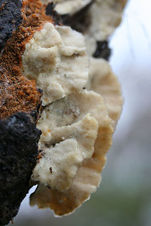 Trametes ochracea Growing on a fallen Sweetgum (Liquidambar styraciflua) branch. Pores range from round/circular to more elongate/mazelike.

This species is often mistaken for Trametes versicolor, but can be differentiated by more neutral (brown) coloration and pore shape.
https://www.jungledragon.com/image/68954/trametes_ochracea.html
https://www.jungledragon.com/image/68956/trametes_ochracea.html
https://www.jungledragon.com/image/68957/trametes_ochracea.html Fall,Geotagged,Trametes ochracea,United States