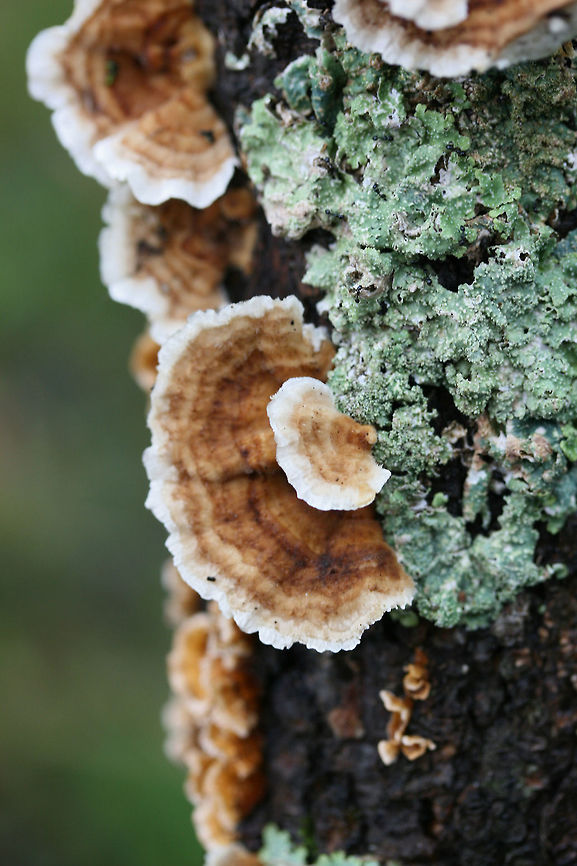 Trametes ochracea Growing on a fallen Sweetgum (Liquidambar styraciflua) branch. Pores range from round/circular to more elongate/mazelike.<br />
<br />
This species is often mistaken for Trametes versicolor, but can be differentiated by more neutral (brown) coloration and pore shape.<br />
<figure class="photo"><a href="https://www.jungledragon.com/image/68954/trametes_ochracea.html" title="Trametes ochracea"><img src="https://s3.amazonaws.com/media.jungledragon.com/images/3231/68954_thumb.jpg?AWSAccessKeyId=05GMT0V3GWVNE7GGM1R2&Expires=1767225610&Signature=SrTvI3lPEeuzvwS8XgqigNqeWj8%3D" width="102" height="152" alt="Trametes ochracea Growing on a fallen Sweetgum (Liquidambar styraciflua) branch. Pores range from round/circular to more elongate/mazelike.<br />
<br />
This species is often mistaken for Trametes versicolor, but can be differentiated by more neutral (brown) coloration and pore shape.<br />
https://www.jungledragon.com/image/68957/trametes_ochracea.html<br />
https://www.jungledragon.com/image/68956/trametes_ochracea.html<br />
https://www.jungledragon.com/image/68955/trametes_ochracea.html Fall,Geotagged,Trametes ochracea,United States" /></a></figure><br />
<figure class="photo"><a href="https://www.jungledragon.com/image/68957/trametes_ochracea.html" title="Trametes ochracea"><img src="https://s3.amazonaws.com/media.jungledragon.com/images/3231/68957_thumb.jpg?AWSAccessKeyId=05GMT0V3GWVNE7GGM1R2&Expires=1767225610&Signature=%2F4BSNJAYkIz3AnmCq0CWVuO2zU0%3D" width="200" height="134" alt="Trametes ochracea Growing on a fallen Sweetgum (Liquidambar styraciflua) branch. Pores range from round/circular to more elongate/mazelike.<br />
<br />
This species is often mistaken for Trametes versicolor, but can be differentiated by more neutral (brown) coloration and pore shape.<br />
https://www.jungledragon.com/image/68954/trametes_ochracea.html<br />
https://www.jungledragon.com/image/68956/trametes_ochracea.html<br />
https://www.jungledragon.com/image/68955/trametes_ochracea.html Fall,Geotagged,Trametes ochracea,United States" /></a></figure><br />
<figure class="photo"><a href="https://www.jungledragon.com/image/68955/trametes_ochracea.html" title="Trametes ochracea"><img src="https://s3.amazonaws.com/media.jungledragon.com/images/3231/68955_thumb.jpg?AWSAccessKeyId=05GMT0V3GWVNE7GGM1R2&Expires=1767225610&Signature=%2BgpliYsfdWjfoYttJgFPs4g1r%2BA%3D" width="102" height="152" alt="Trametes ochracea Growing on a fallen Sweetgum (Liquidambar styraciflua) branch. Pores range from round/circular to more elongate/mazelike.<br />
<br />
This species is often mistaken for Trametes versicolor, but can be differentiated by more neutral (brown) coloration and pore shape.<br />
https://www.jungledragon.com/image/68954/trametes_ochracea.html<br />
https://www.jungledragon.com/image/68956/trametes_ochracea.html<br />
https://www.jungledragon.com/image/68957/trametes_ochracea.html Fall,Geotagged,Trametes ochracea,United States" /></a></figure> Fall,Geotagged,Trametes ochracea,United States