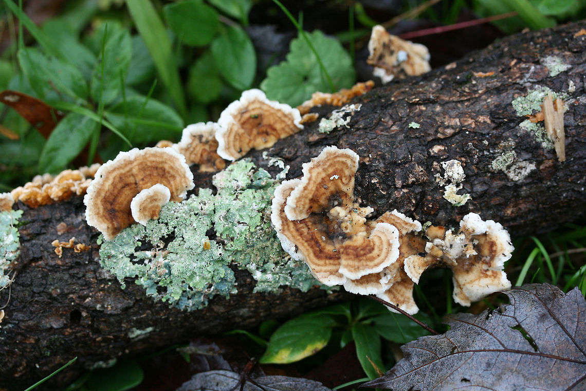 Trametes ochracea Growing on a fallen Sweetgum (Liquidambar styraciflua) branch. Pores range from round/circular to more elongate/mazelike.<br />
<br />
This species is often mistaken for Trametes versicolor, but can be differentiated by more neutral (brown) coloration and pore shape.<br />
<figure class="photo"><a href="https://www.jungledragon.com/image/68954/trametes_ochracea.html" title="Trametes ochracea"><img src="https://s3.amazonaws.com/media.jungledragon.com/images/3231/68954_thumb.jpg?AWSAccessKeyId=05GMT0V3GWVNE7GGM1R2&Expires=1759968010&Signature=aS09u1g7MBdgk3I5ygED45OTa7M%3D" width="102" height="152" alt="Trametes ochracea Growing on a fallen Sweetgum (Liquidambar styraciflua) branch. Pores range from round/circular to more elongate/mazelike.<br />
<br />
This species is often mistaken for Trametes versicolor, but can be differentiated by more neutral (brown) coloration and pore shape.<br />
https://www.jungledragon.com/image/68957/trametes_ochracea.html<br />
https://www.jungledragon.com/image/68956/trametes_ochracea.html<br />
https://www.jungledragon.com/image/68955/trametes_ochracea.html Fall,Geotagged,Trametes ochracea,United States" /></a></figure><br />
<figure class="photo"><a href="https://www.jungledragon.com/image/68956/trametes_ochracea.html" title="Trametes ochracea"><img src="https://s3.amazonaws.com/media.jungledragon.com/images/3231/68956_thumb.jpg?AWSAccessKeyId=05GMT0V3GWVNE7GGM1R2&Expires=1759968010&Signature=kKUJ9u3UjXWgIB168YY3iH1Mnj4%3D" width="102" height="152" alt="Trametes ochracea Growing on a fallen Sweetgum (Liquidambar styraciflua) branch. Pores range from round/circular to more elongate/mazelike.<br />
<br />
This species is often mistaken for Trametes versicolor, but can be differentiated by more neutral (brown) coloration and pore shape.<br />
https://www.jungledragon.com/image/68954/trametes_ochracea.html<br />
https://www.jungledragon.com/image/68957/trametes_ochracea.html<br />
https://www.jungledragon.com/image/68955/trametes_ochracea.html Fall,Geotagged,Trametes ochracea,United States" /></a></figure><br />
<figure class="photo"><a href="https://www.jungledragon.com/image/68955/trametes_ochracea.html" title="Trametes ochracea"><img src="https://s3.amazonaws.com/media.jungledragon.com/images/3231/68955_thumb.jpg?AWSAccessKeyId=05GMT0V3GWVNE7GGM1R2&Expires=1759968010&Signature=G08ieVranh2cUyYF5YFhOr03hCQ%3D" width="102" height="152" alt="Trametes ochracea Growing on a fallen Sweetgum (Liquidambar styraciflua) branch. Pores range from round/circular to more elongate/mazelike.<br />
<br />
This species is often mistaken for Trametes versicolor, but can be differentiated by more neutral (brown) coloration and pore shape.<br />
https://www.jungledragon.com/image/68954/trametes_ochracea.html<br />
https://www.jungledragon.com/image/68956/trametes_ochracea.html<br />
https://www.jungledragon.com/image/68957/trametes_ochracea.html Fall,Geotagged,Trametes ochracea,United States" /></a></figure> Fall,Geotagged,Trametes ochracea,United States