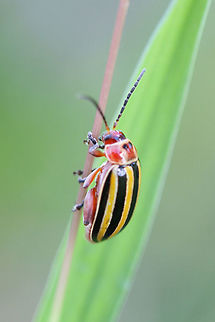 Flea Beetle (Disonycha fumata) Excuse the poor quality photo! Found on grasses/wildflowers at the edge of a dense mixed forest. Disonycha fumata,Fall,Geotagged,United States