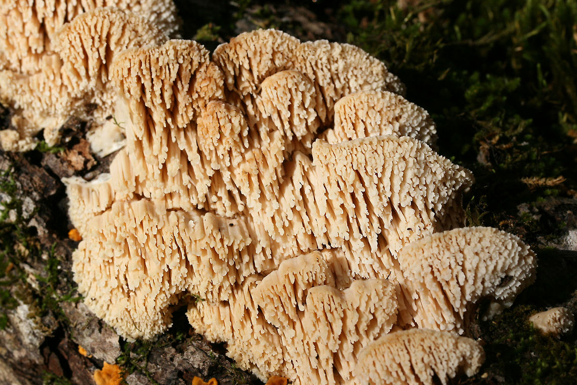 Marshmallow Polypore (Spongipellis pachyodon) Growing on a fallen (dead) Shagbark Hickory (Carya ovata) branch. Pilei are white to cream with some concentric zonation. Fertile surface is white to cream with 1-1.5 cm teeth.<br />
<br />
Gordon County, Georgia, US. November 10, 2018.<br />
<figure class="photo"><a href="https://www.jungledragon.com/image/69076/marshmallow_polypore_spongipellis_pachyodon.html" title="Marshmallow Polypore (Spongipellis pachyodon)"><img src="https://s3.amazonaws.com/media.jungledragon.com/images/3231/69076_thumb.jpg?AWSAccessKeyId=05GMT0V3GWVNE7GGM1R2&Expires=1767225610&Signature=9TqAKj8g6lGr8p%2BMsSvd0YfmN%2B8%3D" width="200" height="134" alt="Marshmallow Polypore (Spongipellis pachyodon) Growing on a fallen (dead) Shagbark Hickory (Carya ovata) branch. Pilei are white to cream with some concentric zonation. Fertile surface is white to cream with 1-1.5 cm teeth.<br />
<br />
Gordon County, Georgia, US. November 10, 2018.<br />
https://www.jungledragon.com/image/69073/marshmallow_polypore_spongipellis_pachyodon.html<br />
https://www.jungledragon.com/image/69075/marshmallow_polypore_spongipellis_pachyodon.html<br />
https://www.jungledragon.com/image/69074/marshmallow_polypore_spongipellis_pachyodon.html Fall,Geotagged,Marshmallow Polypore,Spongipellis pachyodon,United States" /></a></figure><br />
<figure class="photo"><a href="https://www.jungledragon.com/image/69075/marshmallow_polypore_spongipellis_pachyodon.html" title="Marshmallow Polypore (Spongipellis pachyodon)"><img src="https://s3.amazonaws.com/media.jungledragon.com/images/3231/69075_thumb.jpg?AWSAccessKeyId=05GMT0V3GWVNE7GGM1R2&Expires=1767225610&Signature=msTcB%2BYWilFFWw9g6yZXNbleuIw%3D" width="200" height="134" alt="Marshmallow Polypore (Spongipellis pachyodon) Growing on a fallen (dead) Shagbark Hickory (Carya ovata) branch. Pilei are white to cream with some concentric zonation. Fertile surface is white to cream with 1-1.5 cm teeth.<br />
<br />
Gordon County, Georgia, US. November 10, 2018.<br />
https://www.jungledragon.com/image/69073/marshmallow_polypore_spongipellis_pachyodon.html<br />
https://www.jungledragon.com/image/69076/marshmallow_polypore_spongipellis_pachyodon.html<br />
https://www.jungledragon.com/image/69074/marshmallow_polypore_spongipellis_pachyodon.html Fall,Geotagged,Marshmallow Polypore,Spongipellis pachyodon,United States" /></a></figure><br />
<figure class="photo"><a href="https://www.jungledragon.com/image/69074/marshmallow_polypore_spongipellis_pachyodon.html" title="Marshmallow Polypore (Spongipellis pachyodon)"><img src="https://s3.amazonaws.com/media.jungledragon.com/images/3231/69074_thumb.jpg?AWSAccessKeyId=05GMT0V3GWVNE7GGM1R2&Expires=1767225610&Signature=1JvjoriKSlzh9DHQnBcVtCZaik0%3D" width="200" height="134" alt="Marshmallow Polypore (Spongipellis pachyodon) Growing on a fallen (dead) Shagbark Hickory (Carya ovata) branch. Pilei are white to cream with some concentric zonation. Fertile surface is white to cream with 1-1.5 cm teeth.<br />
<br />
Gordon County, Georgia, US. November 10, 2018.<br />
https://www.jungledragon.com/image/69073/marshmallow_polypore_spongipellis_pachyodon.html<br />
https://www.jungledragon.com/image/69075/marshmallow_polypore_spongipellis_pachyodon.html<br />
https://www.jungledragon.com/image/69076/marshmallow_polypore_spongipellis_pachyodon.html Fall,Geotagged,Marshmallow Polypore,Spongipellis pachyodon,United States" /></a></figure> Fall,Geotagged,Marshmallow Polypore,Spongipellis pachyodon,United States