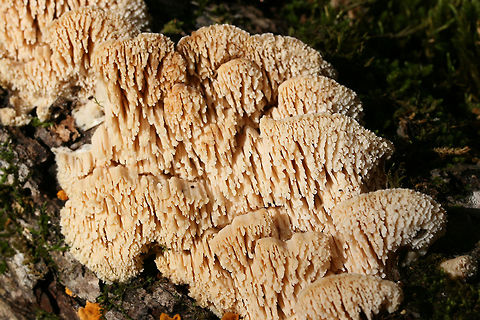 Marshmallow Polypore (Spongipellis pachyodon) Growing on a fallen (dead) Shagbark Hickory (Carya ovata) branch. Pilei are white to cream with some concentric zonation. Fertile surface is white to cream with 1-1.5 cm teeth.

Gordon County, Georgia, US. November 10, 2018.
https://www.jungledragon.com/image/69076/marshmallow_polypore_spongipellis_pachyodon.html
https://www.jungledragon.com/image/69075/marshmallow_polypore_spongipellis_pachyodon.html
https://www.jungledragon.com/image/69074/marshmallow_polypore_spongipellis_pachyodon.html Fall,Geotagged,Marshmallow Polypore,Spongipellis pachyodon,United States